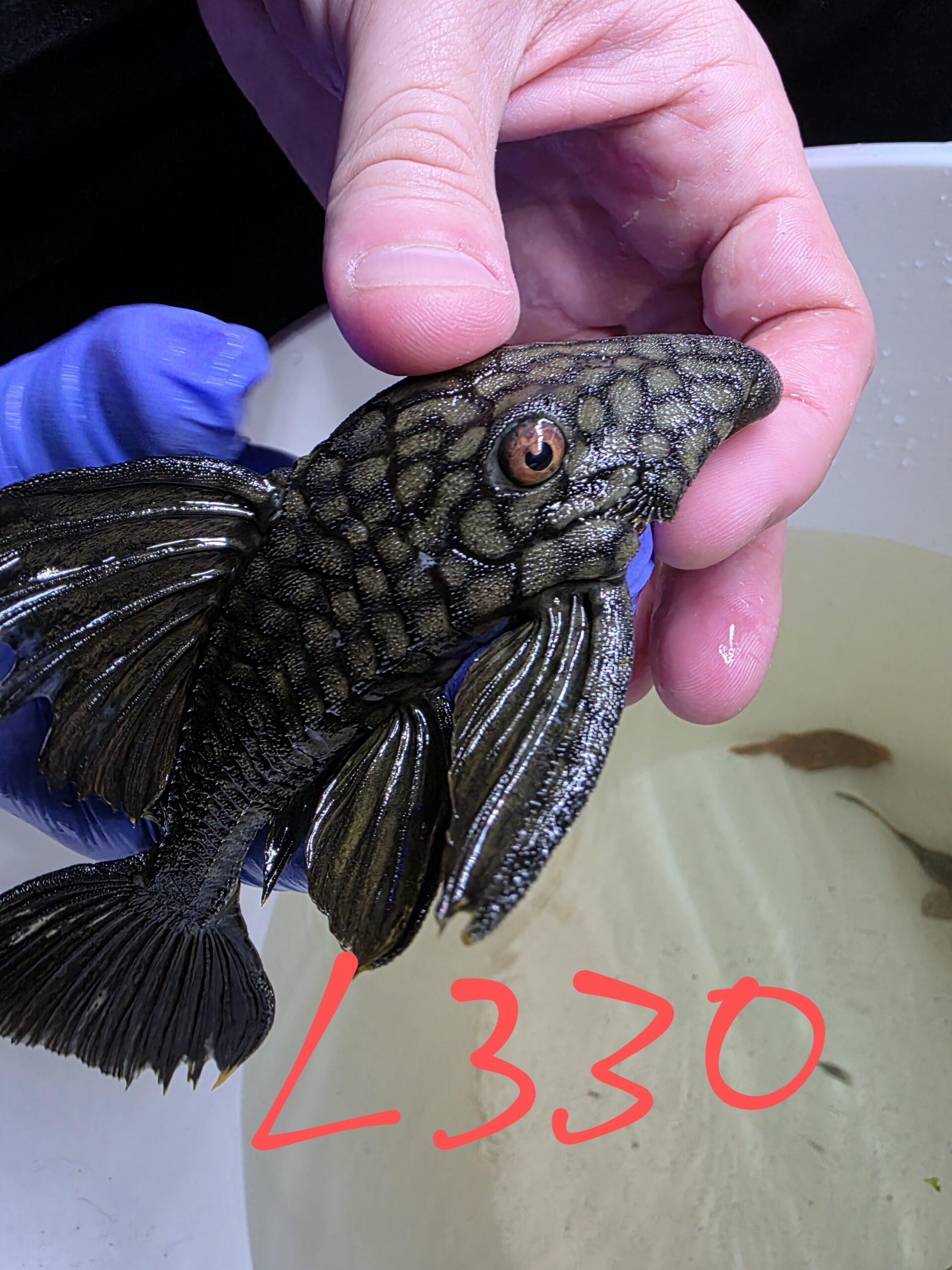 Poisson 6