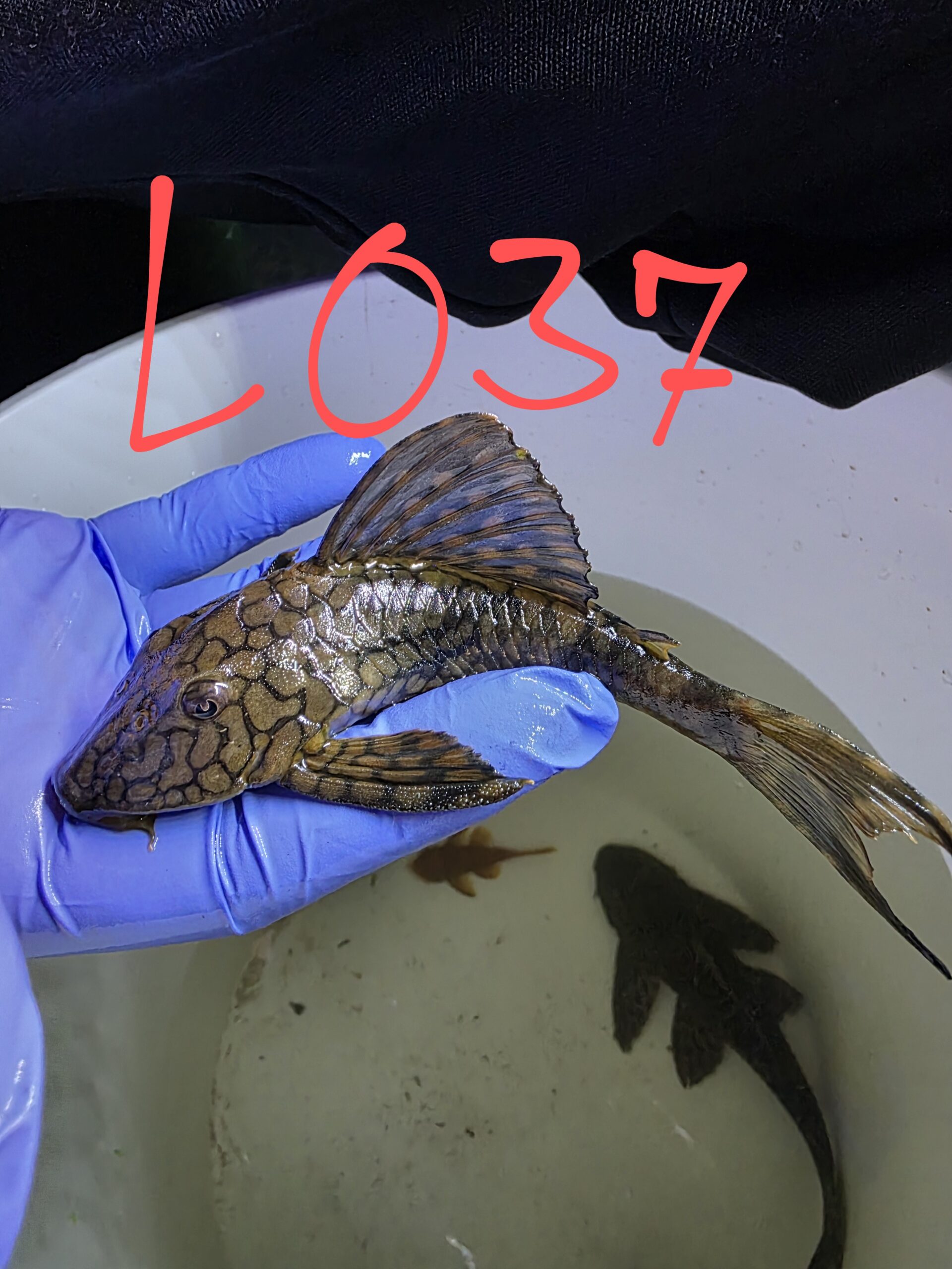 Poisson 7