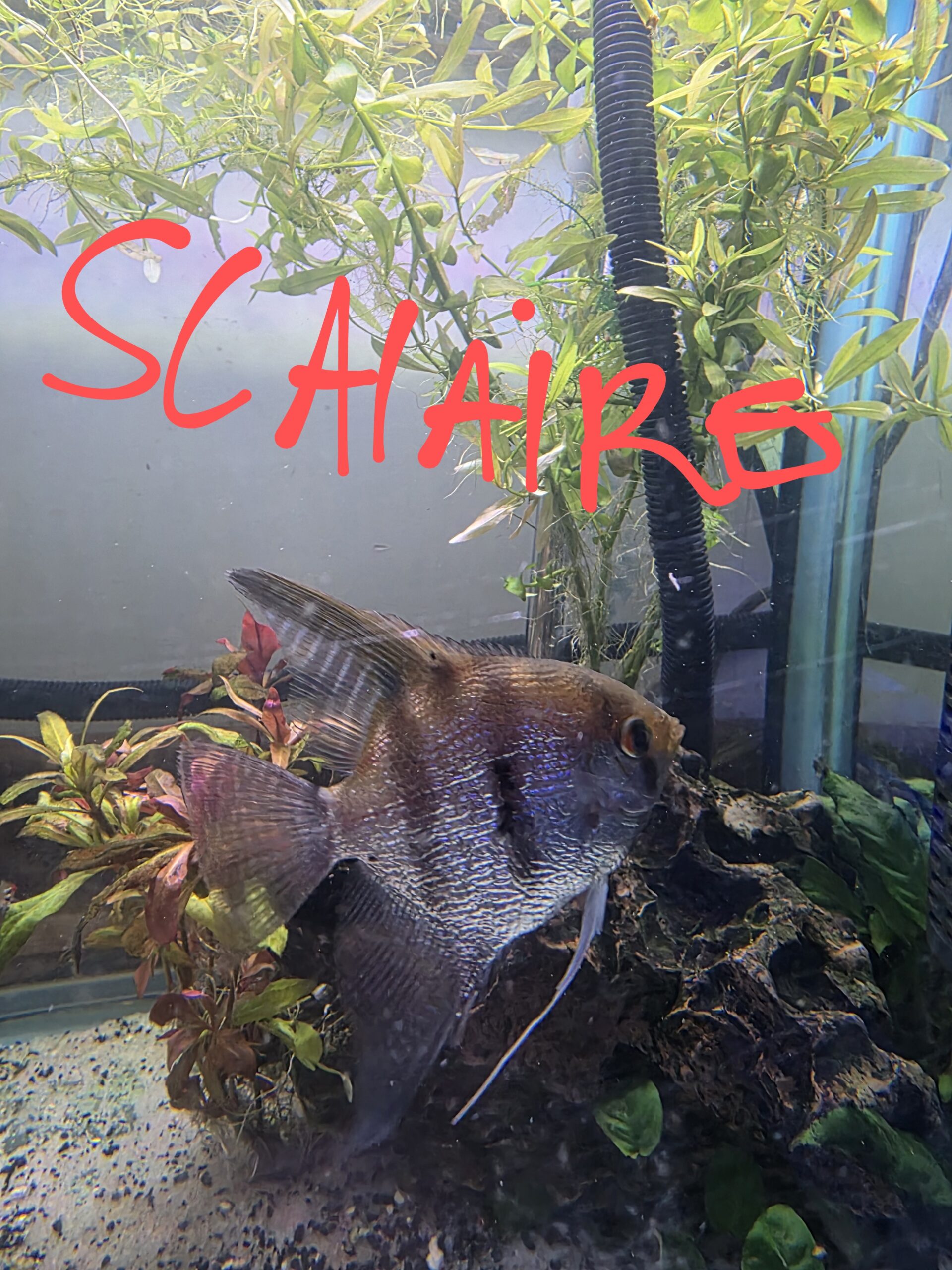 Poisson 12