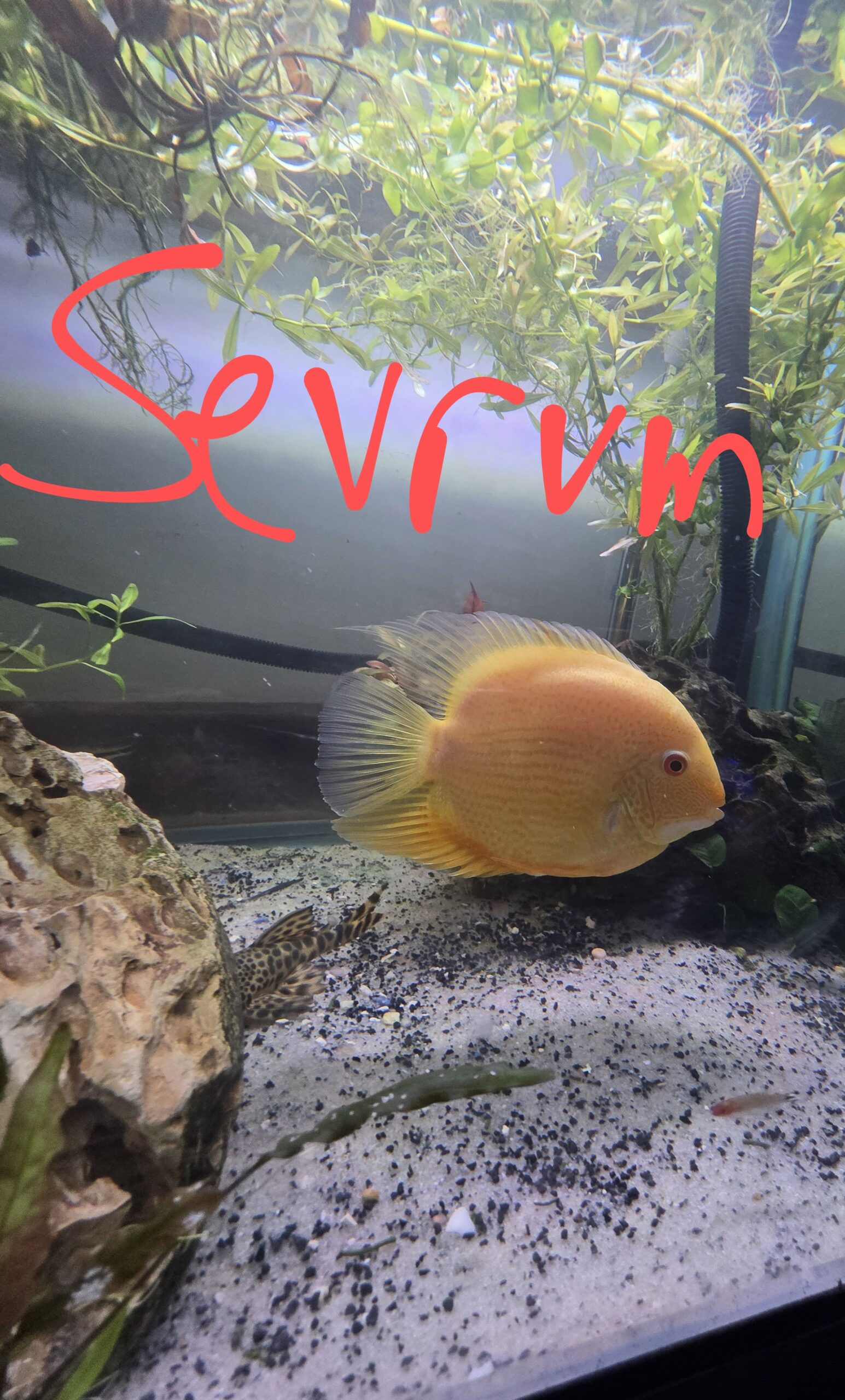 Poisson 11