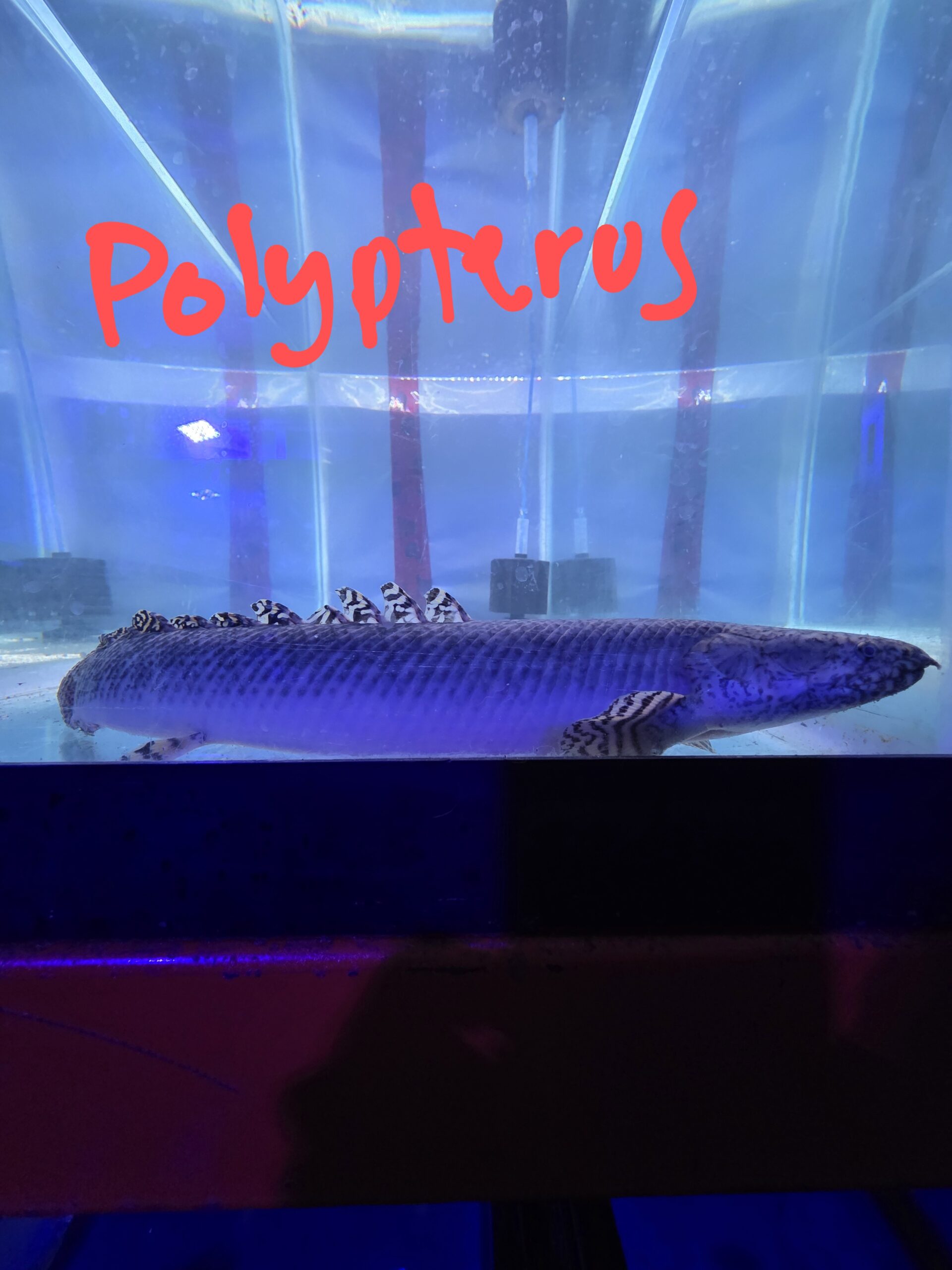 Poisson 3