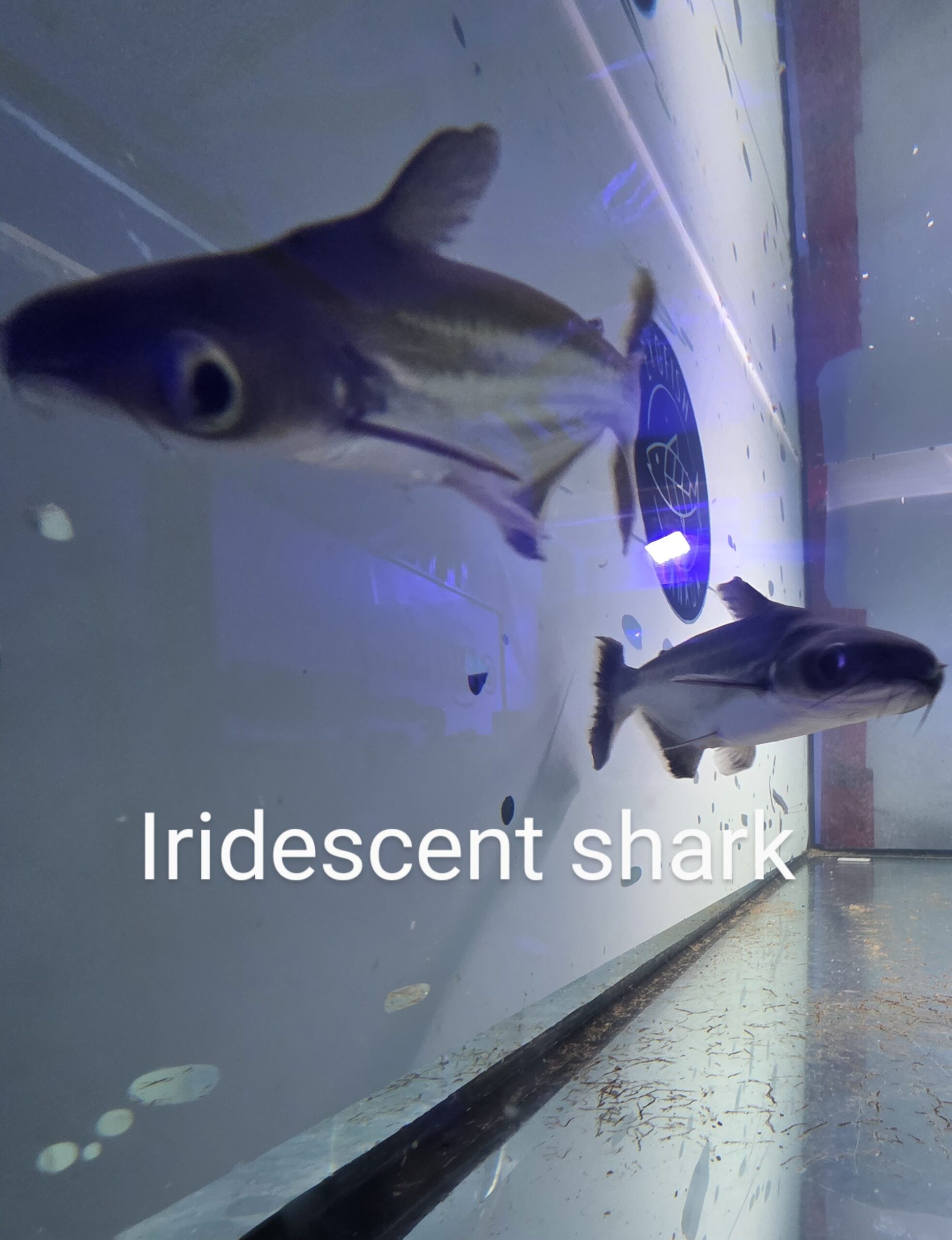 Poisson 2