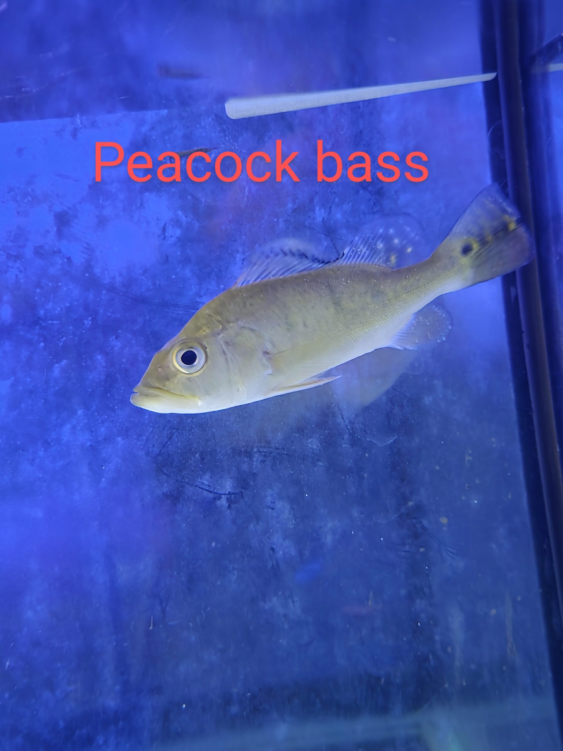 Poisson 16