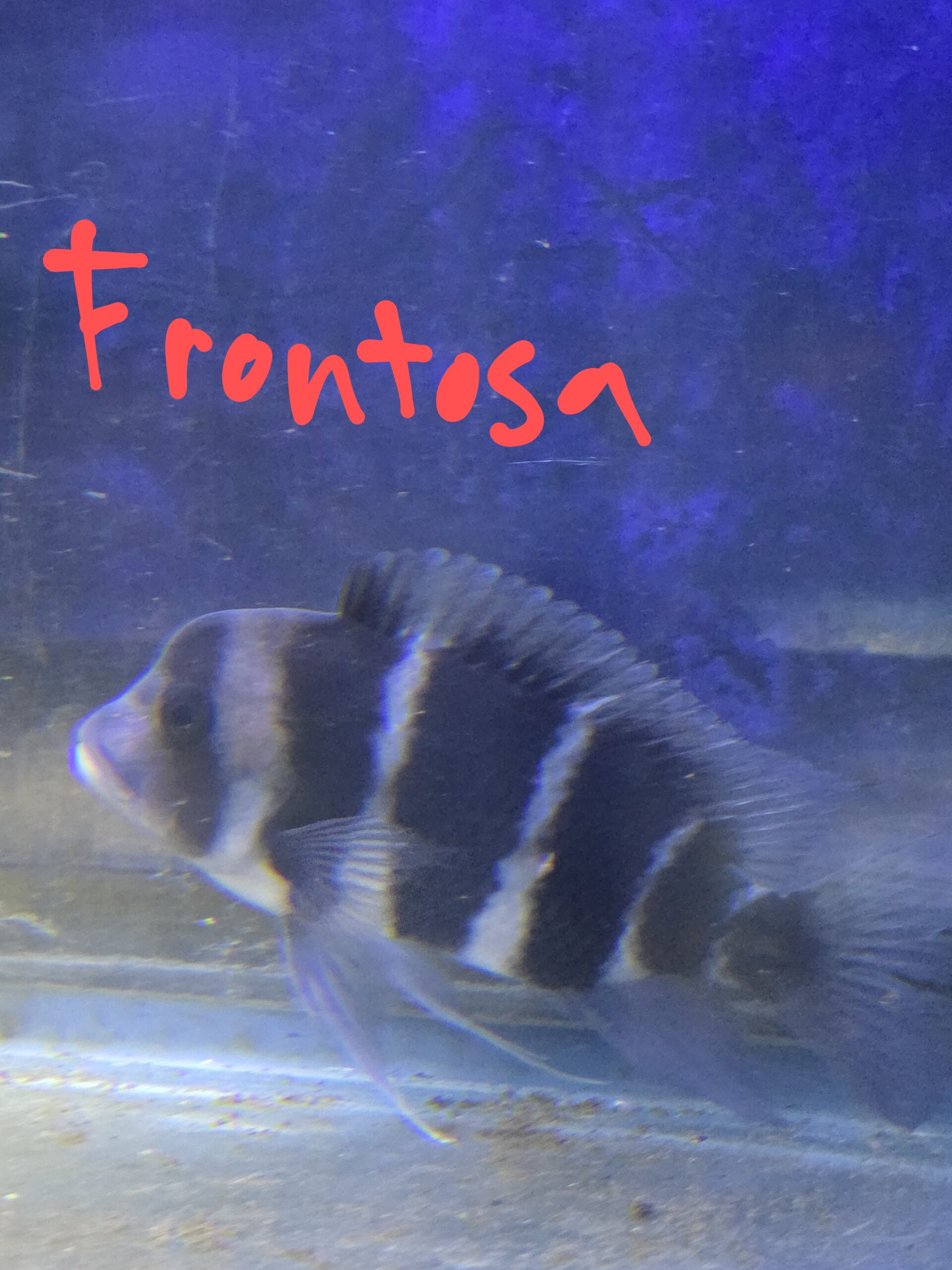 Poisson 15