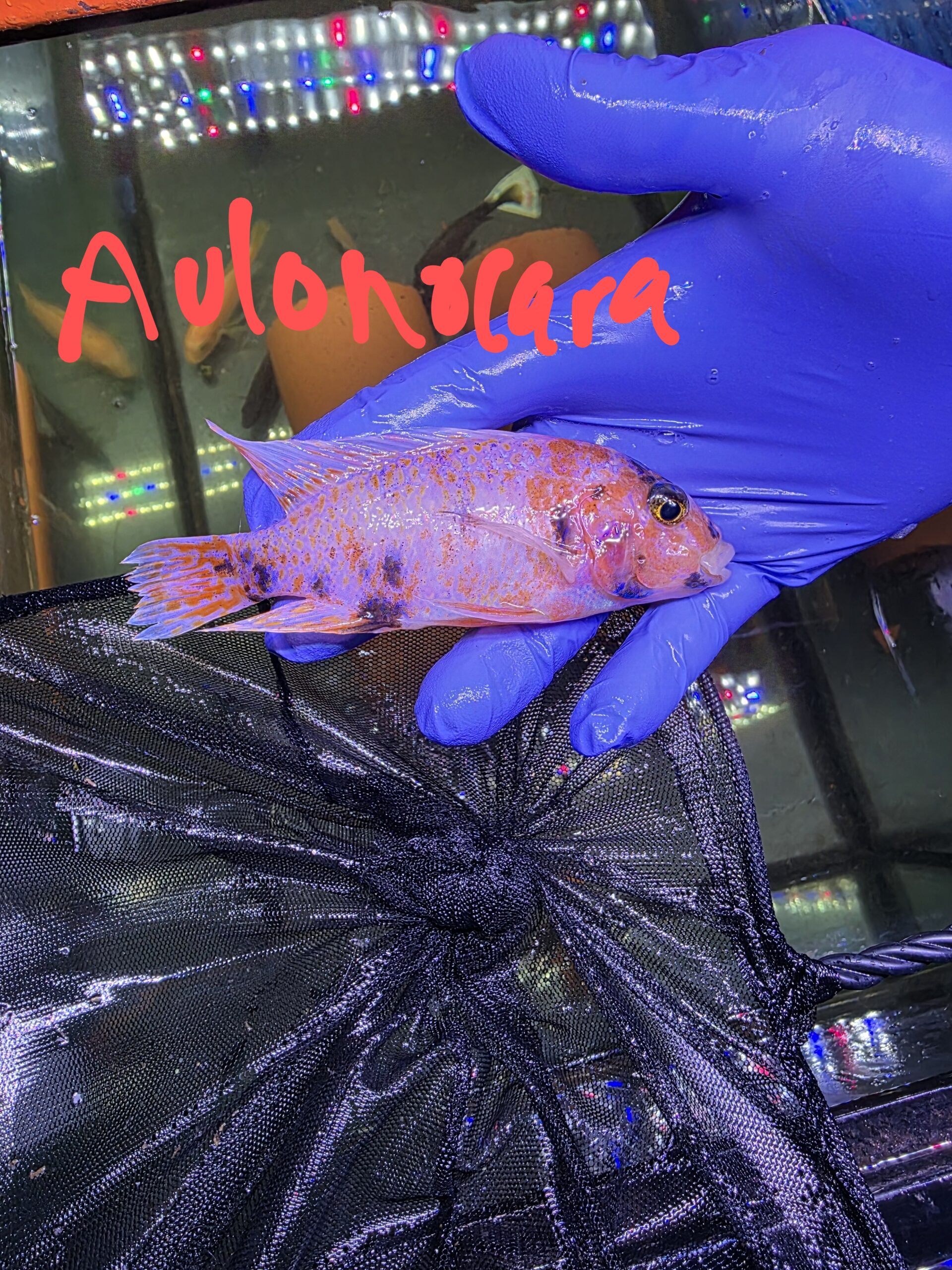 Poisson 28