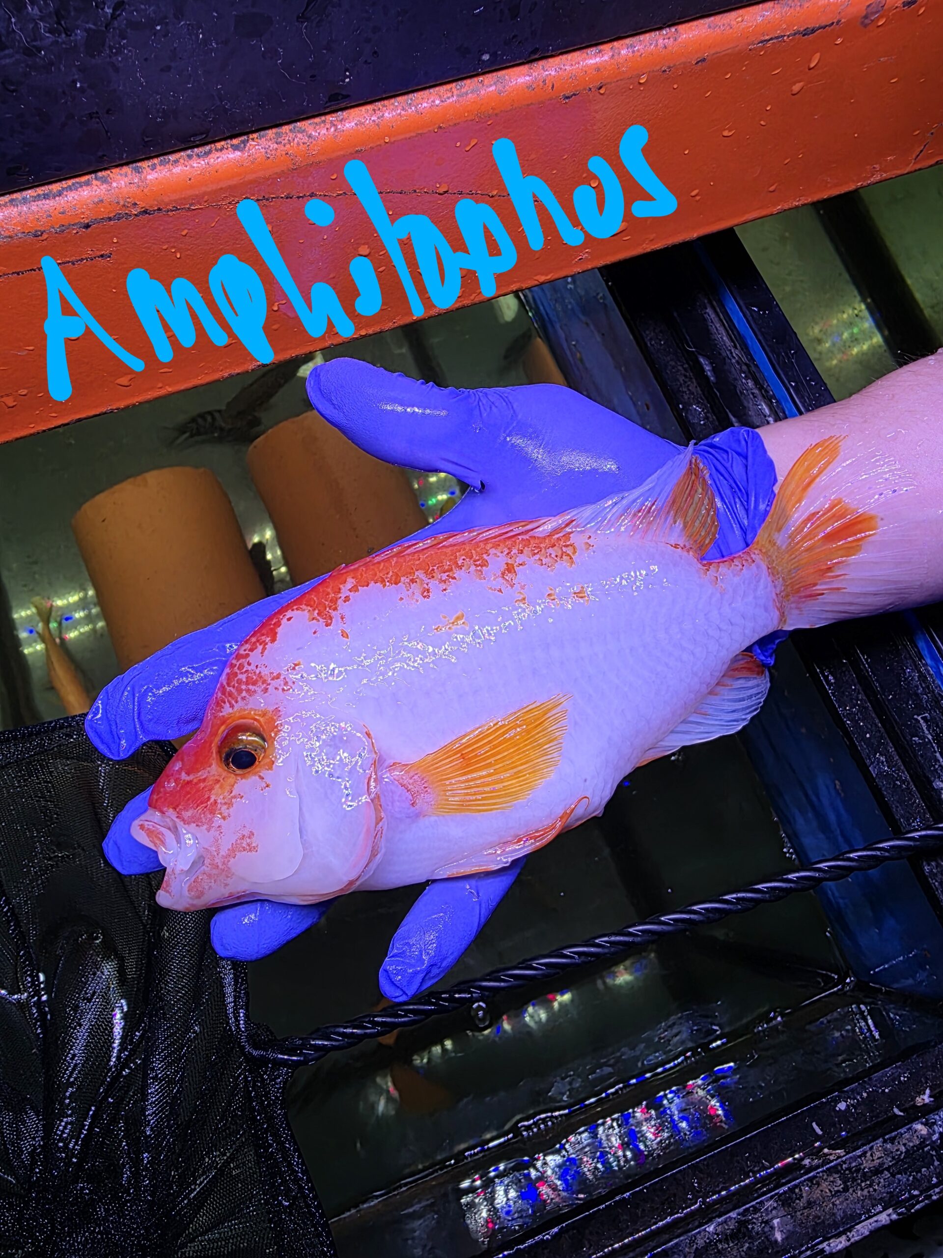 Poisson 14