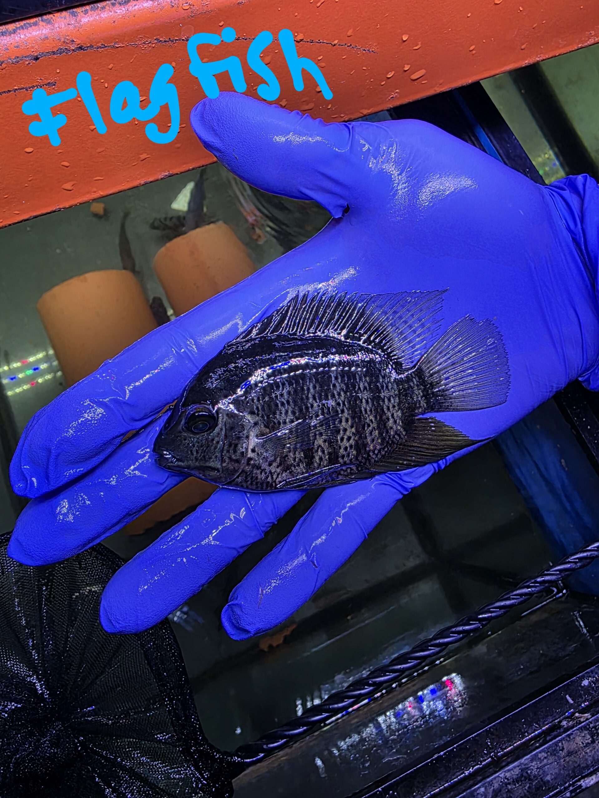 Poisson 29