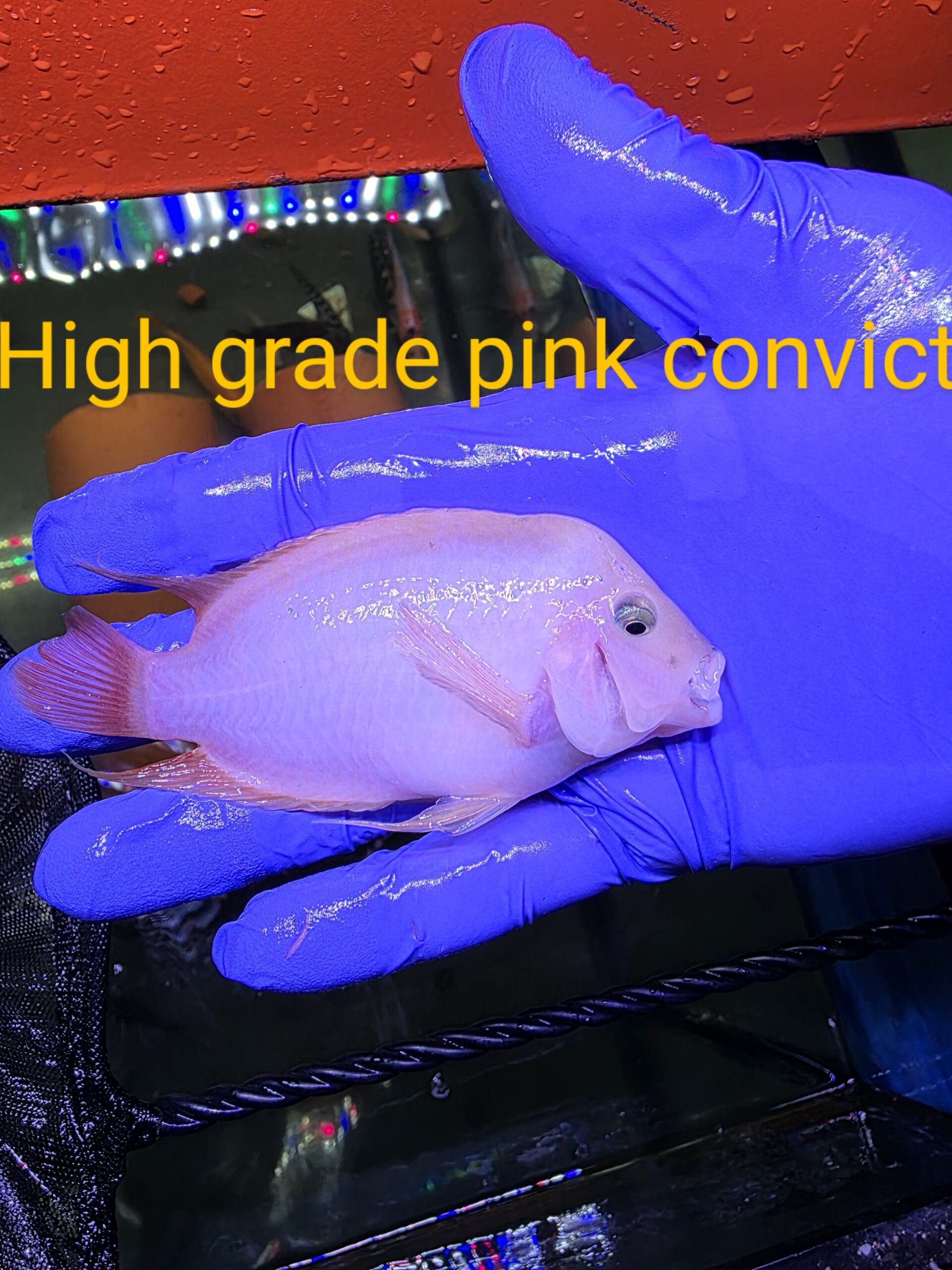 Poisson 30