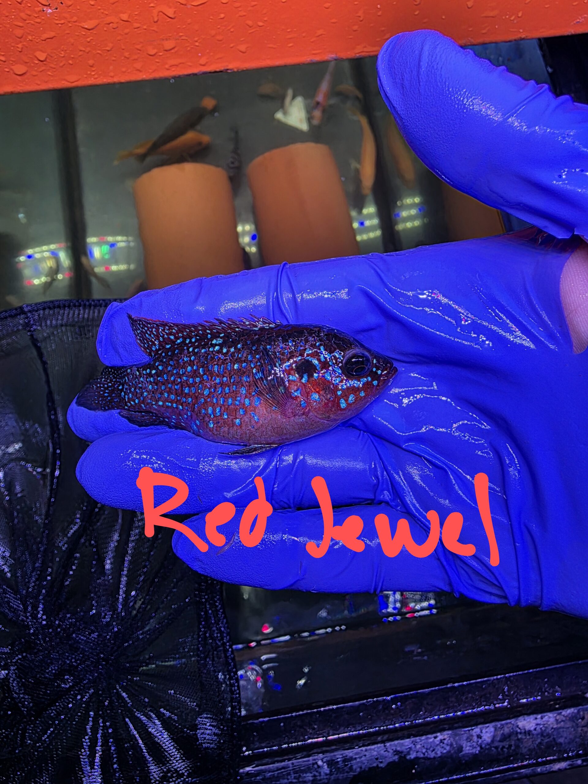 Poisson 31
