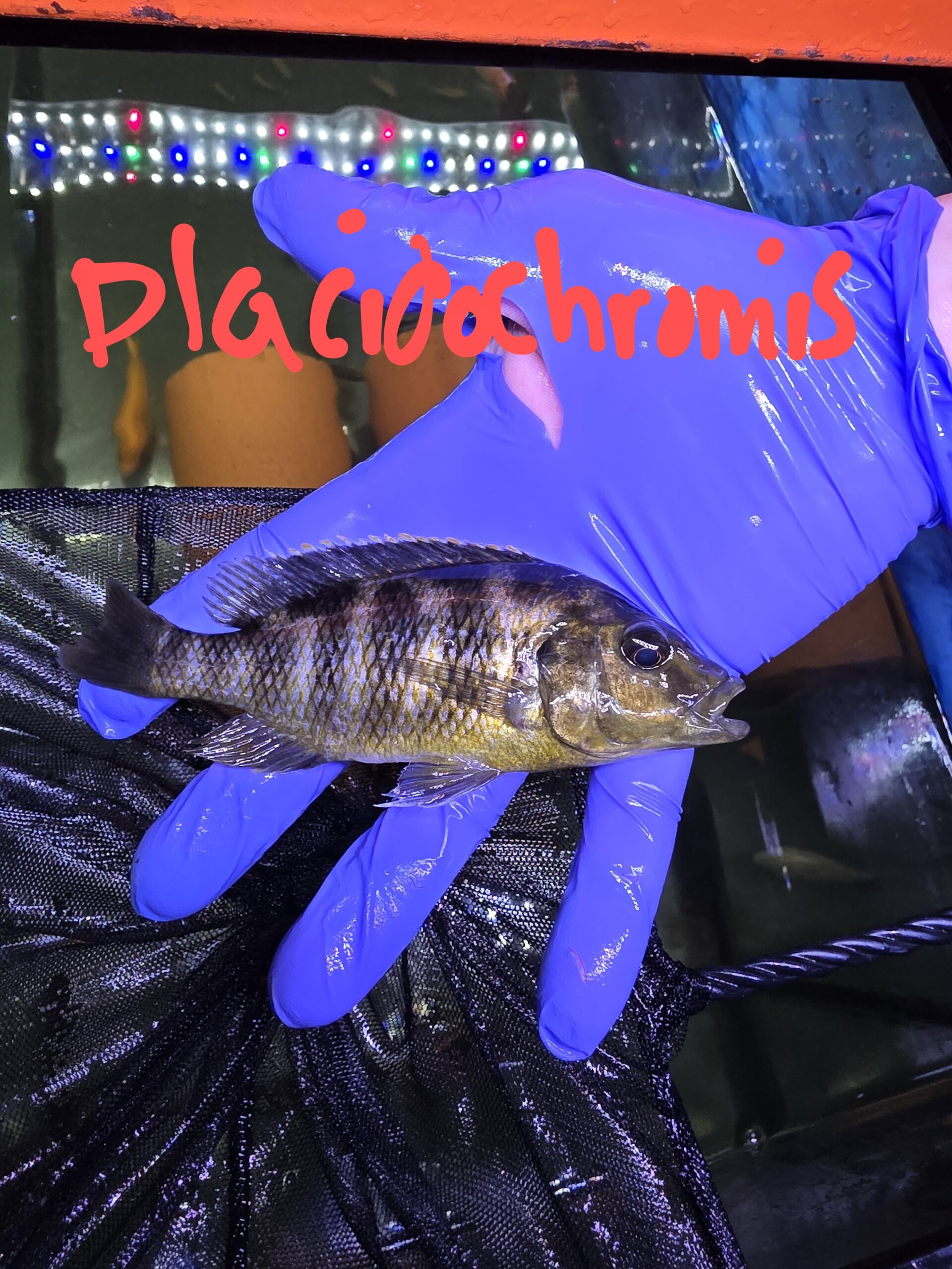 Poisson 32