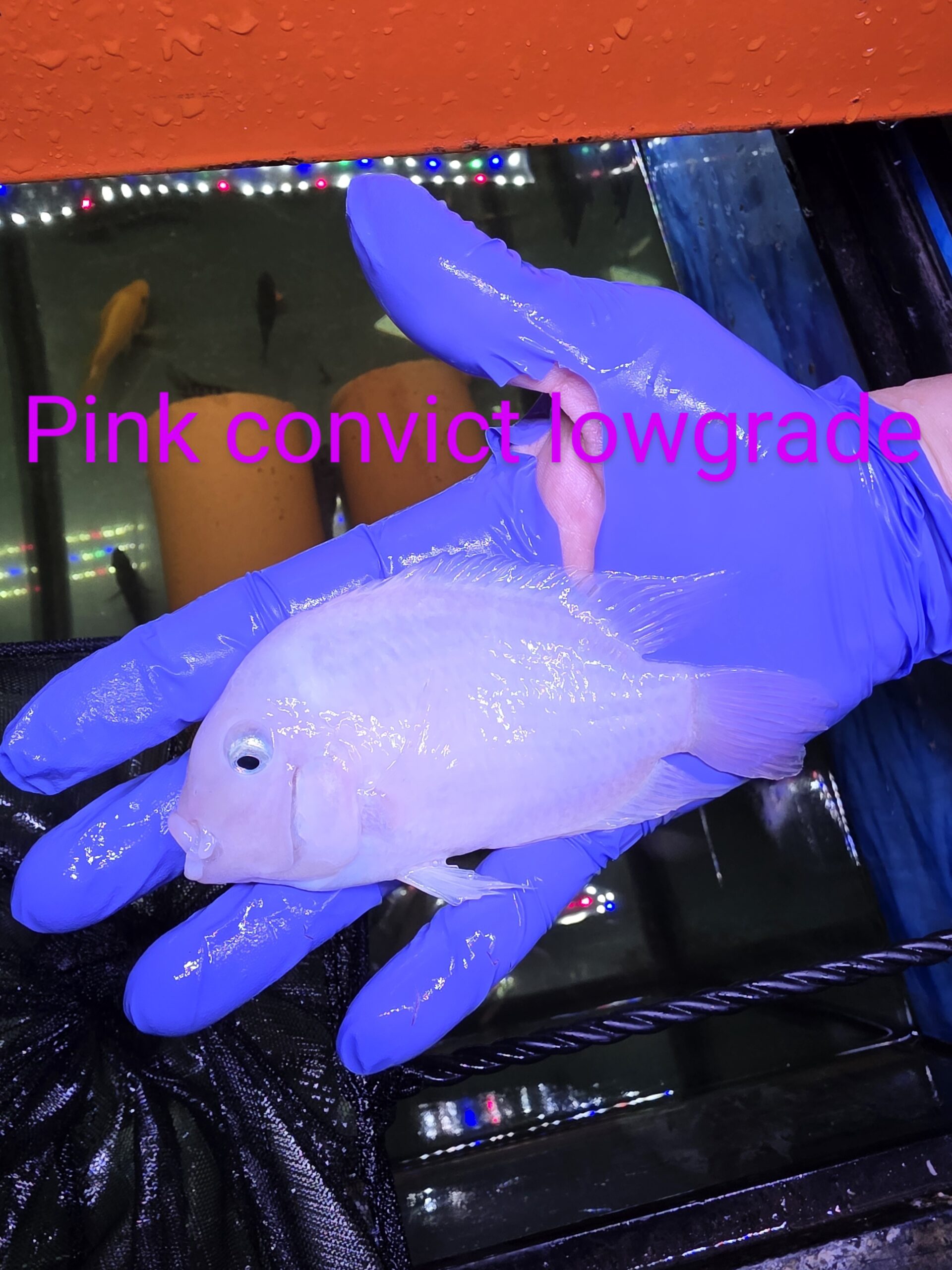 Poisson 25