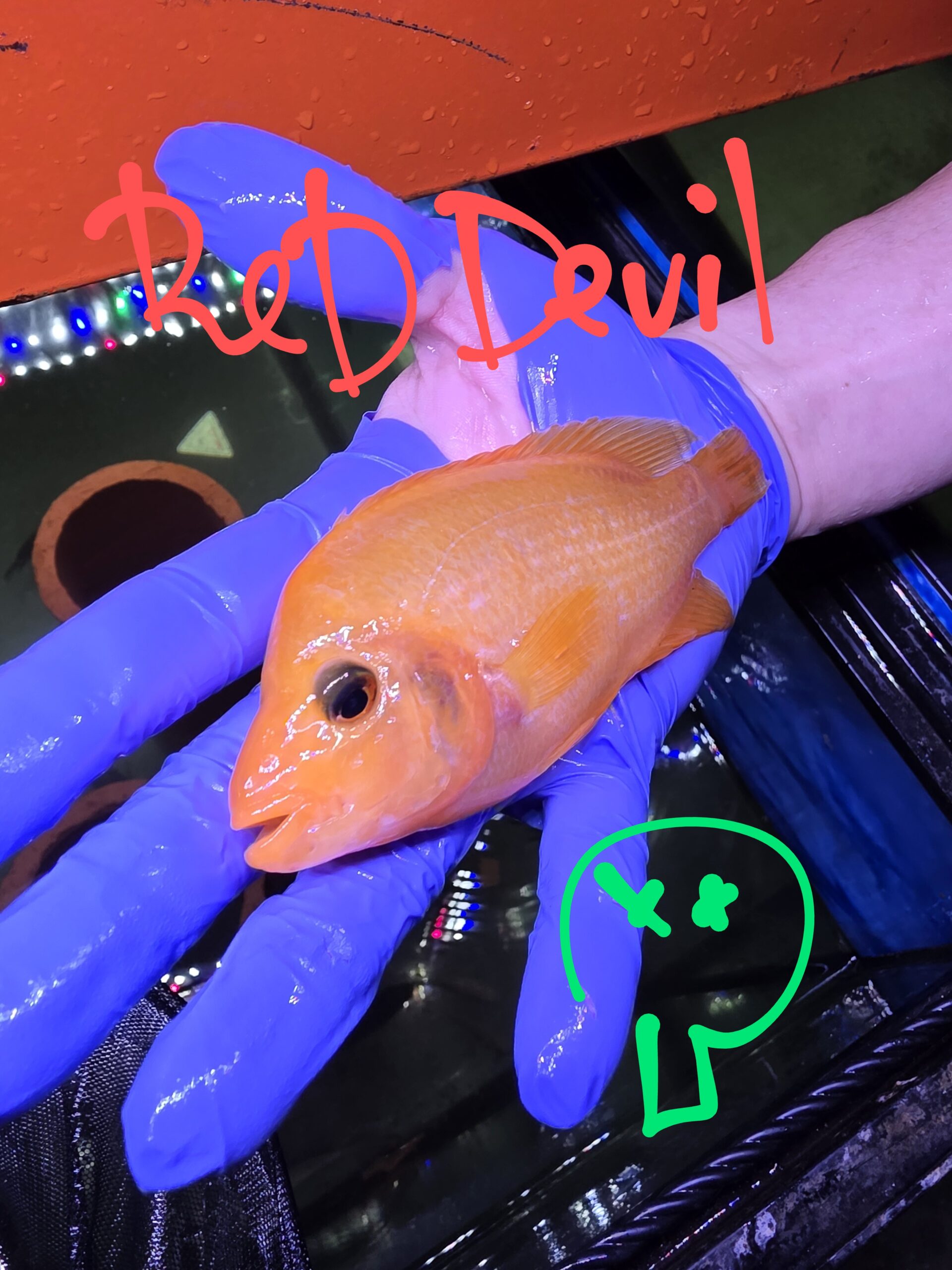 Poisson 24