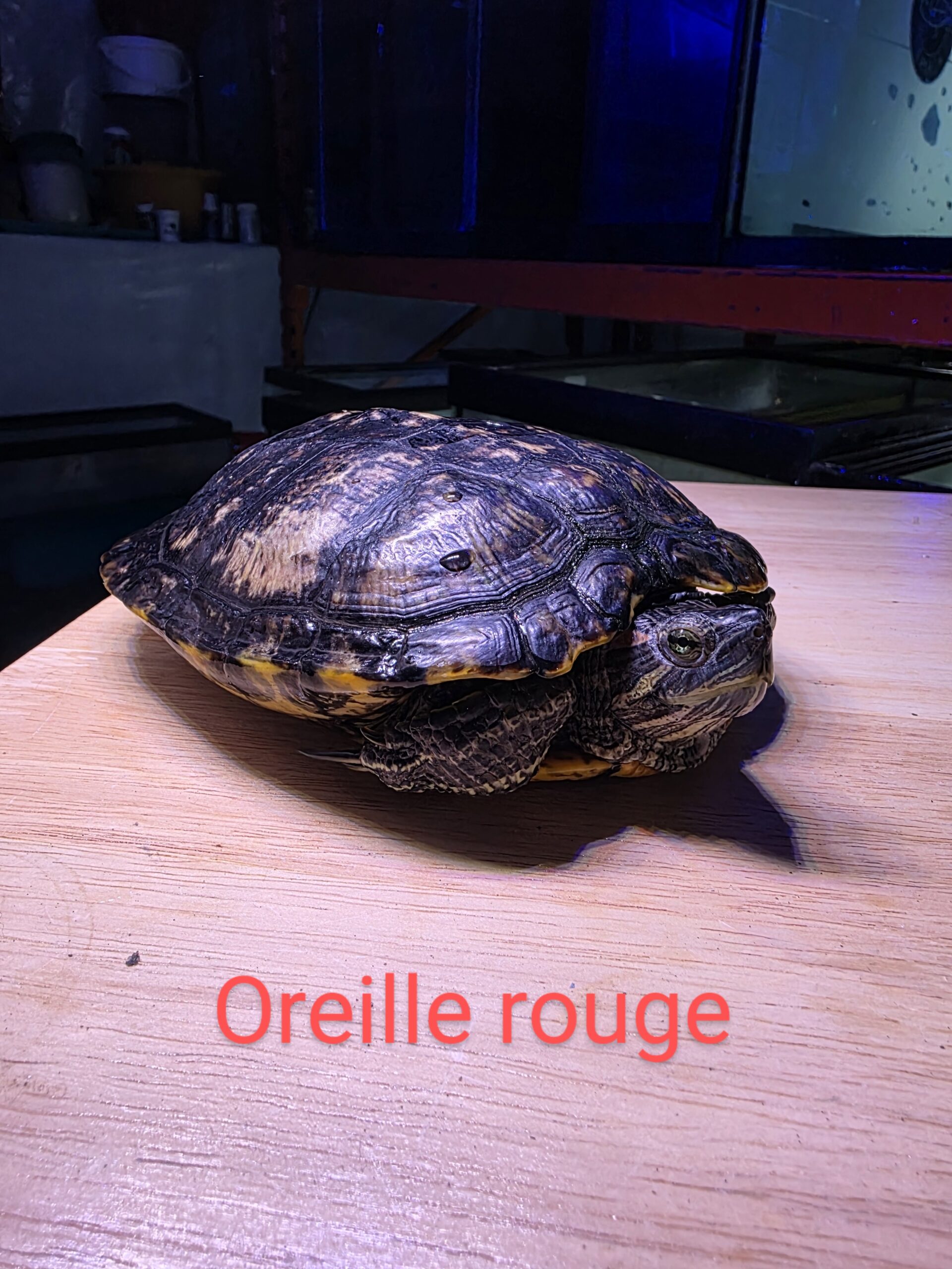 Poisson 21