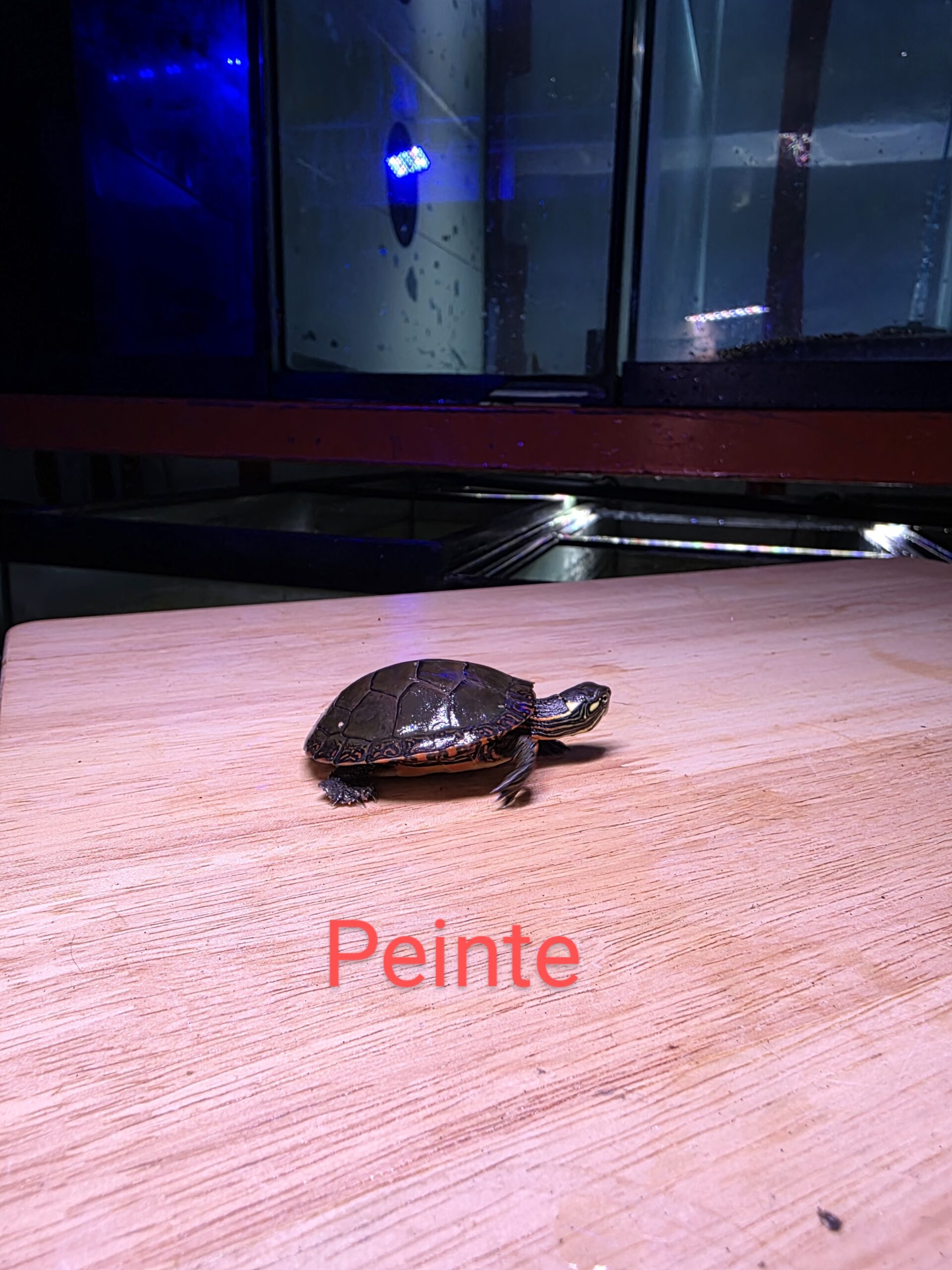 Poisson 35