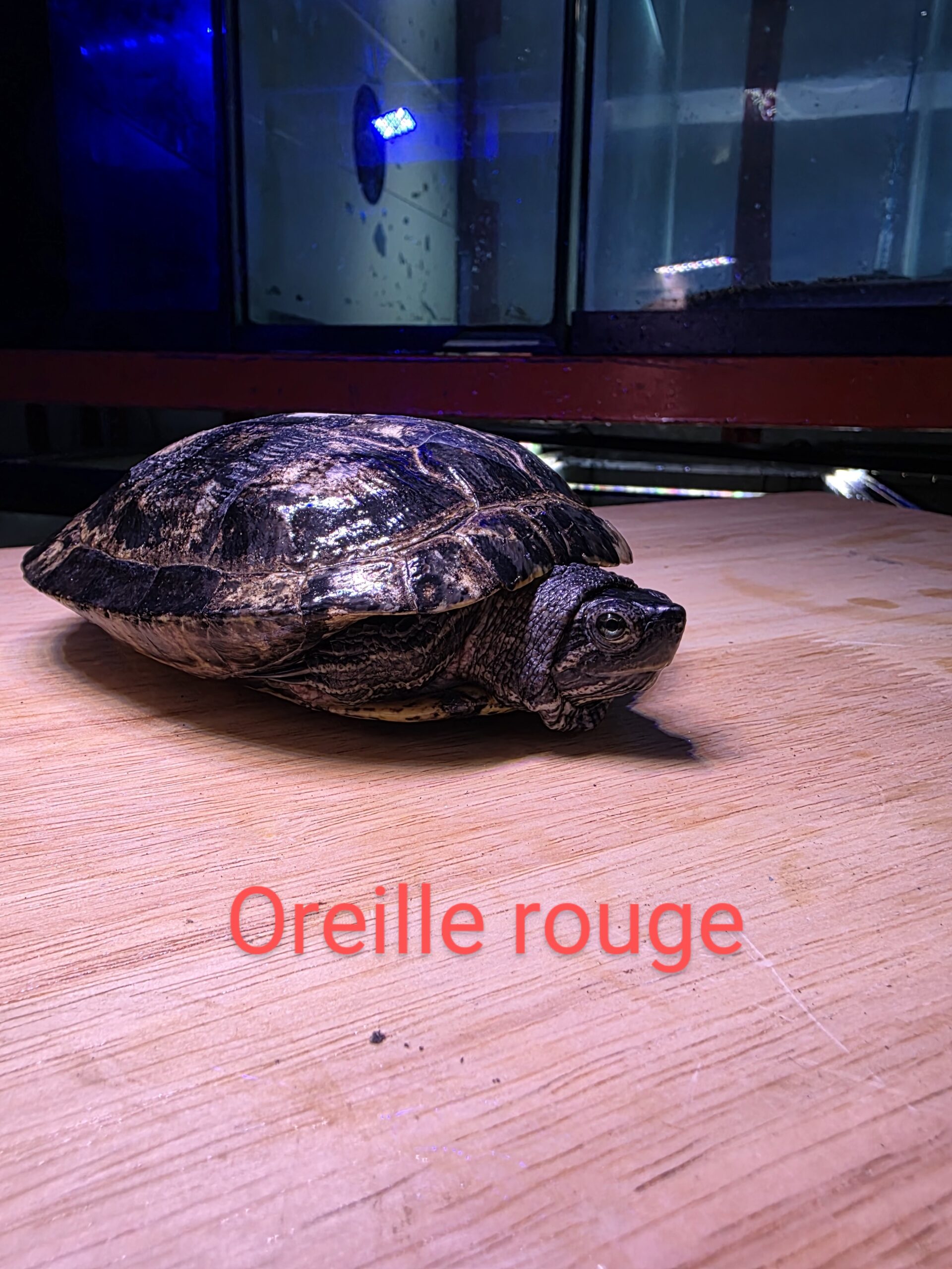 Poisson 34