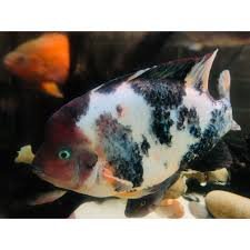 Cow Cichlid