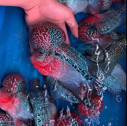FlowerHorn Grade A