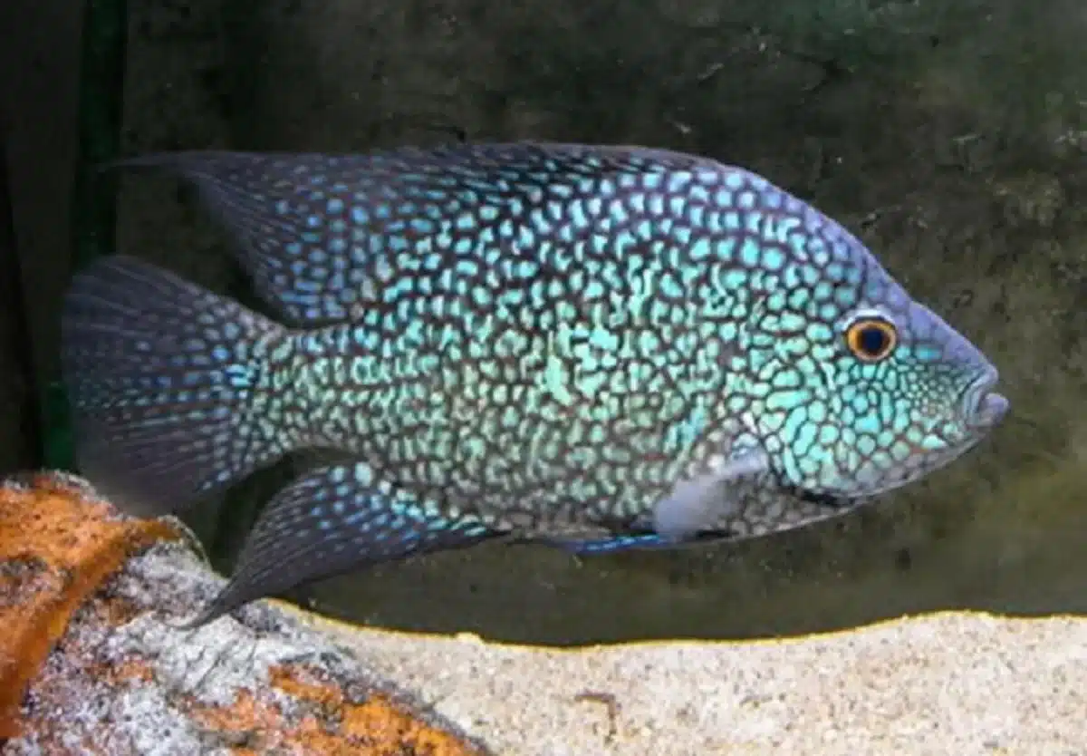Texas Cichlid