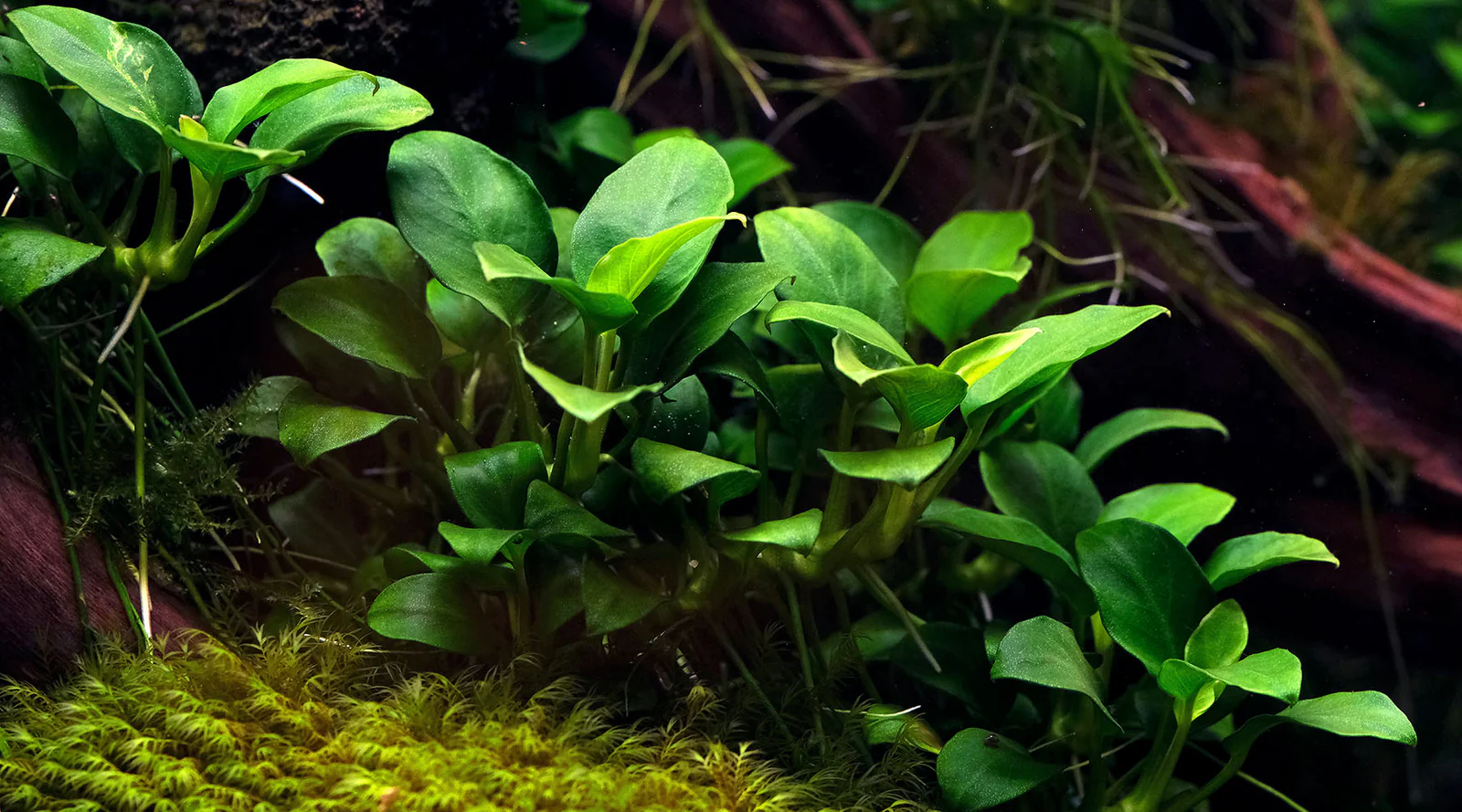 Anubias