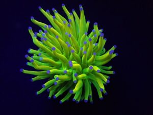 euphyllia-glabrescens-holy-grail-histoires-deaux_PRODUIT_LARGE