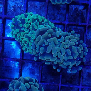 euphyllia-paraancora-green-frag-1-tete
