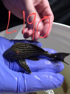 Poisson 8