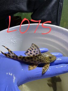Poisson 9