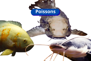poissons (2)